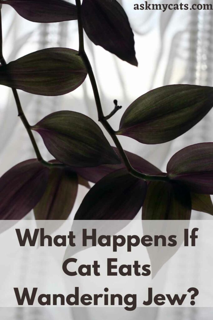 Is Wandering Jew Toxic To Cats? How To Keep Cats Away From Wandering Jew?