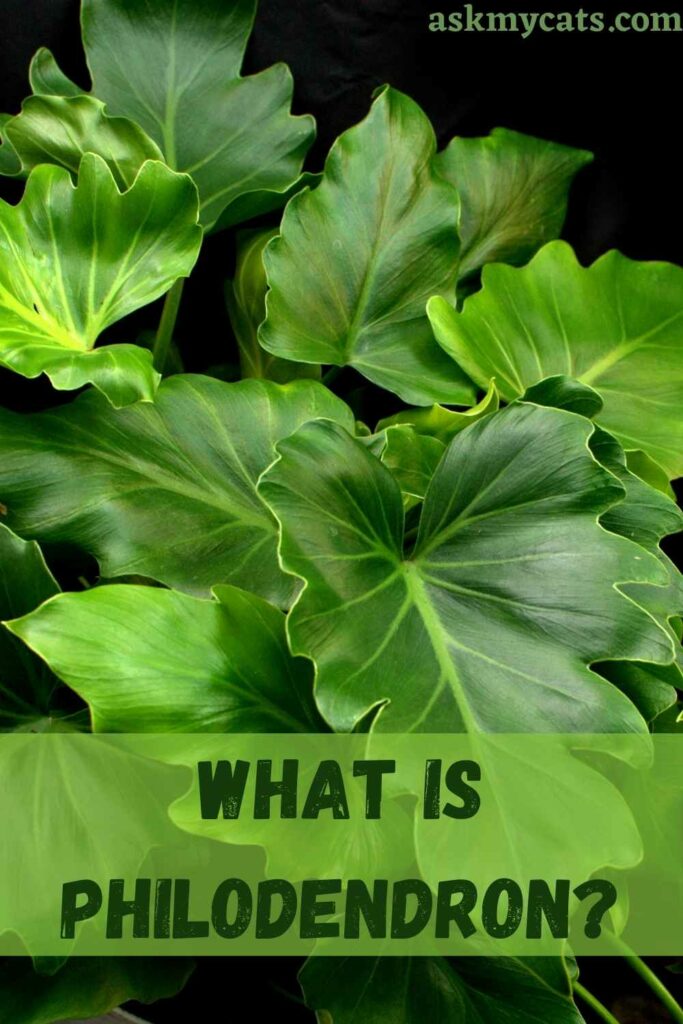 What Is Philodendron?