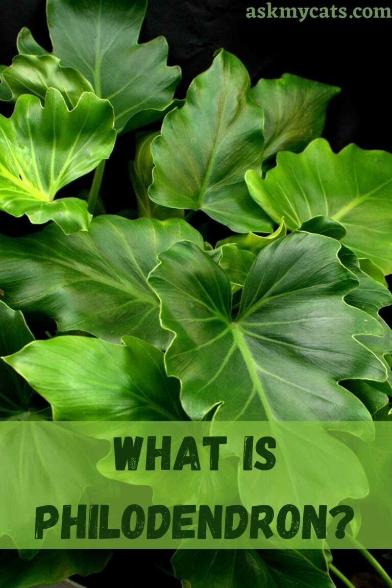 Are Philodendron Toxic To Cats? How To Treat Philodendron Poisoning In