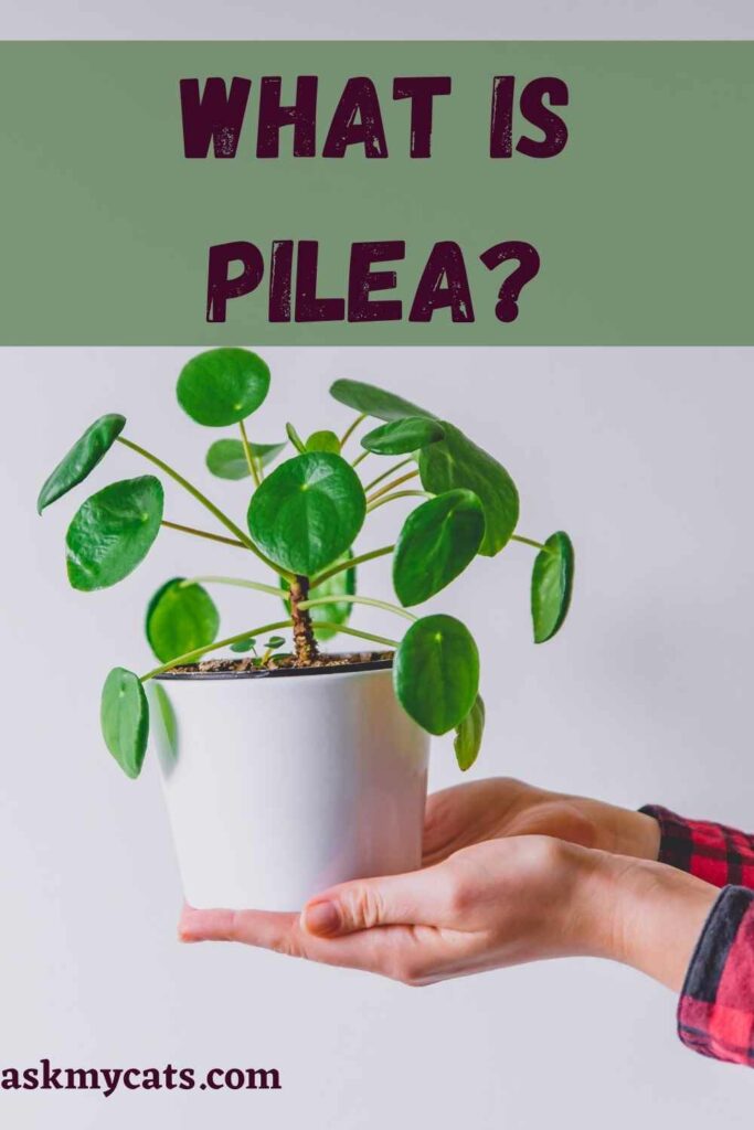 What Is Pilea?