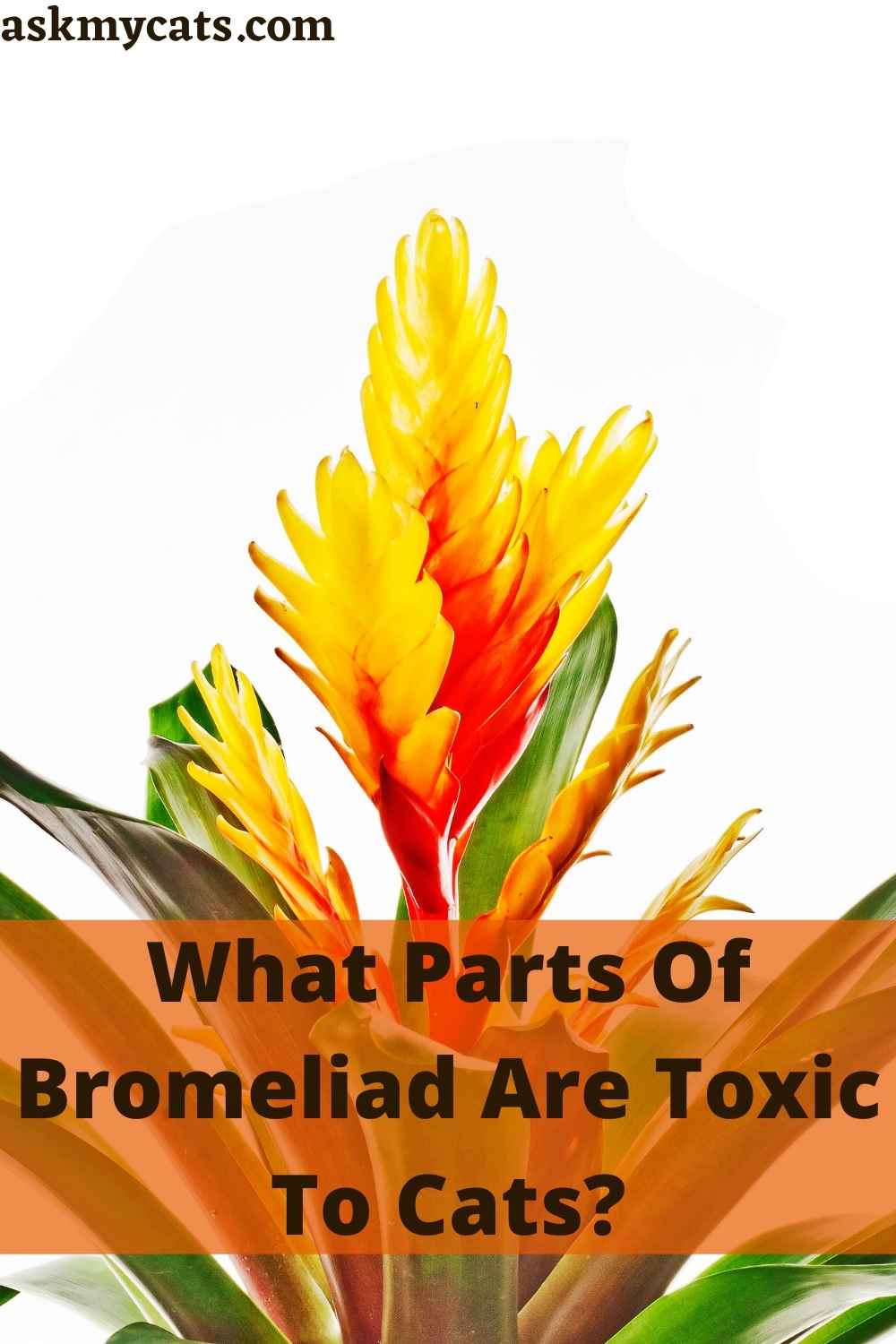 Is Bromeliad Toxic To Cats? How Protect Bromeliad From Cats?