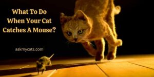What To Do When Your Cat Catches A Mouse? Learn These Quick Hacks!
