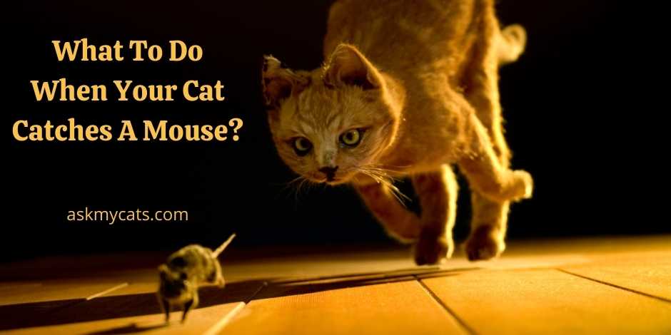 What To Do When Your Cat Catches A Mouse