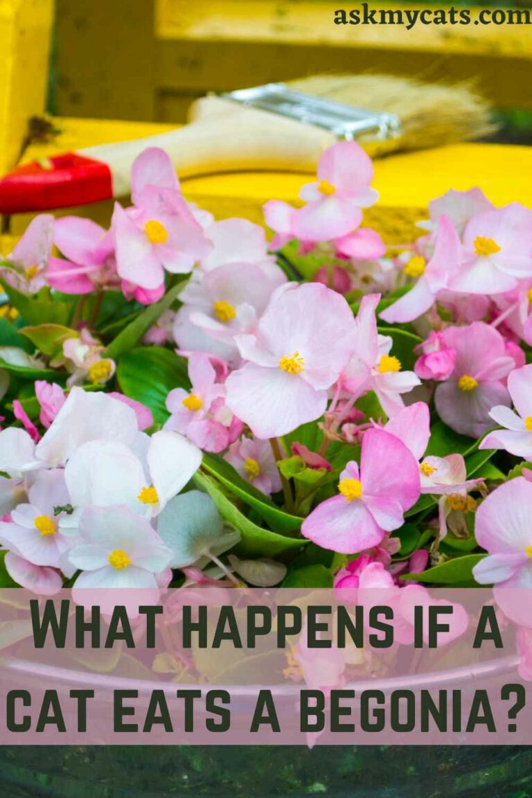 Are Begonias Poisonous To Cats? What Part Of Begonia Is Poisonous To Cats?