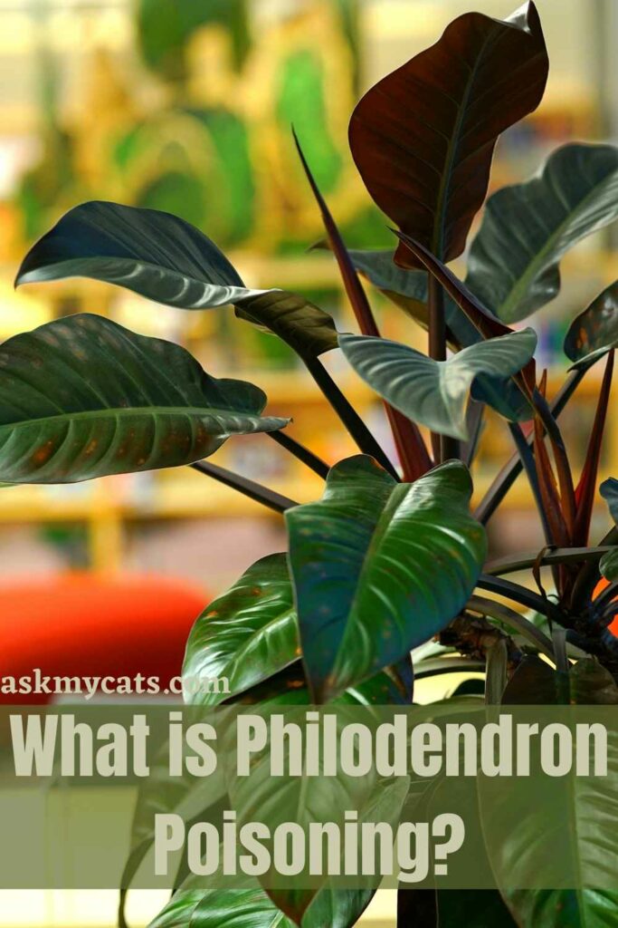 What is Philodendron Poisoning?