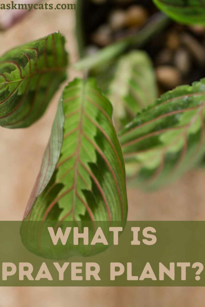 What is Prayer Plant?