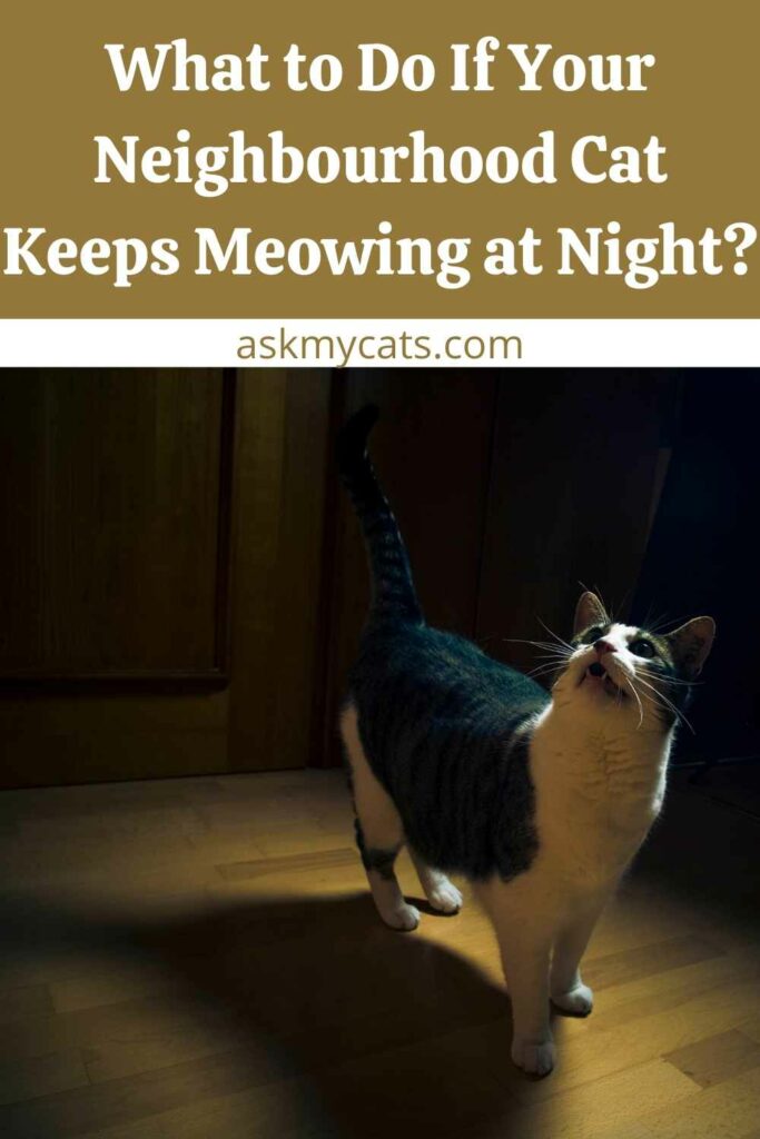 What to Do If Your Neighbourhood Cat Keeps Meowing at Night?