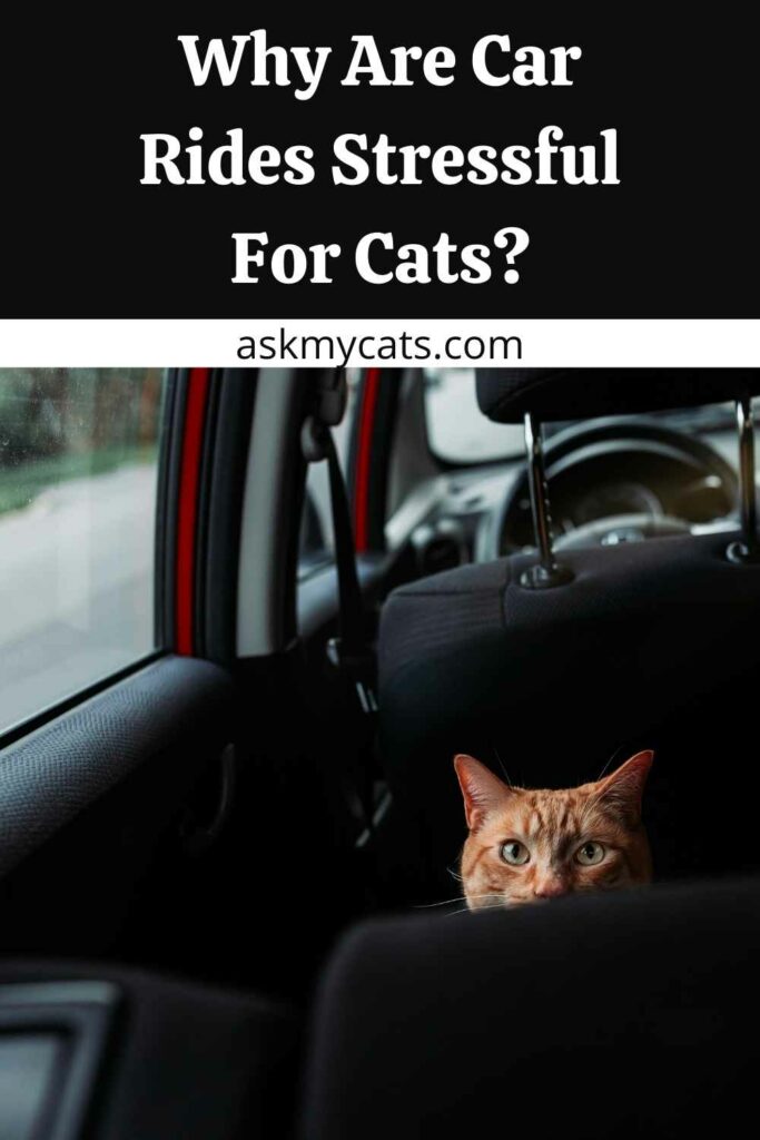 Why Are Car Rides Stressful For Cats?