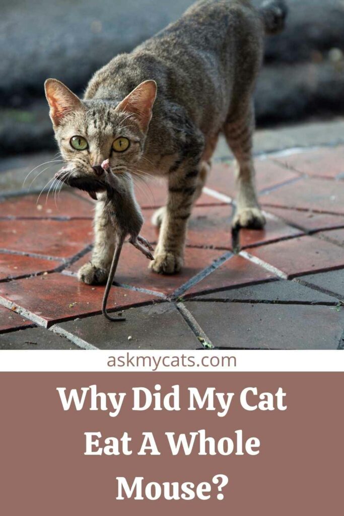 Why Did My Cat Eat A Whole Mouse?