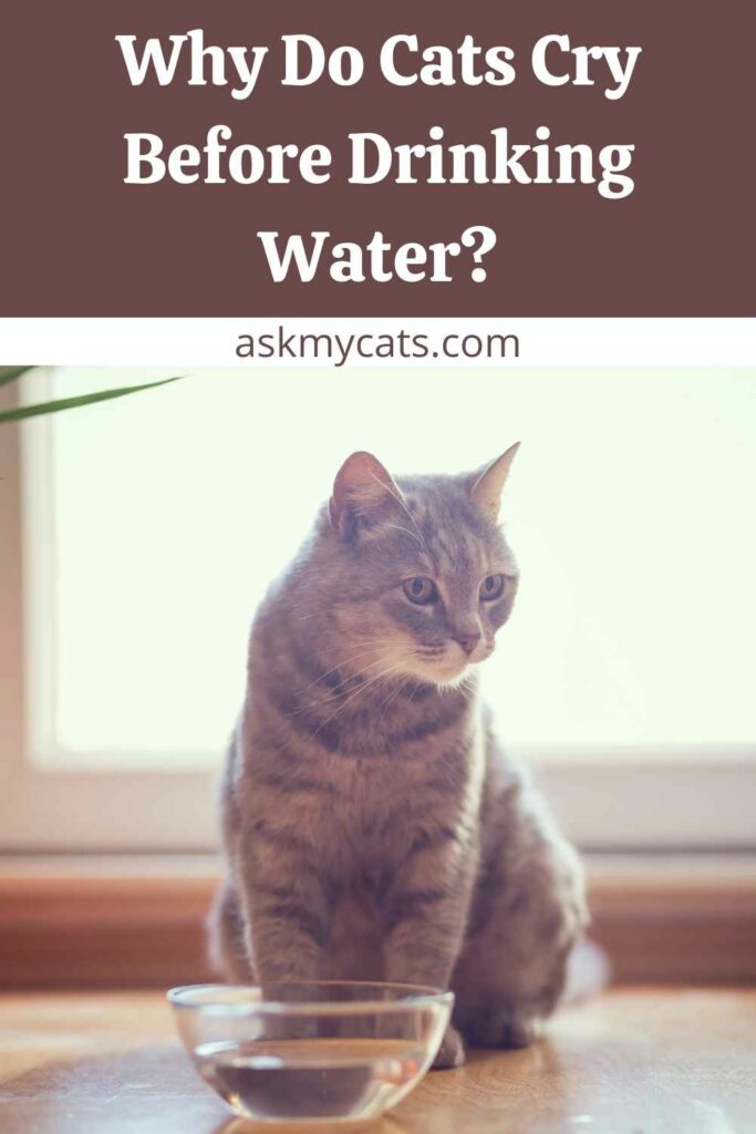 Why Do Cats Cry Before Drinking Water?