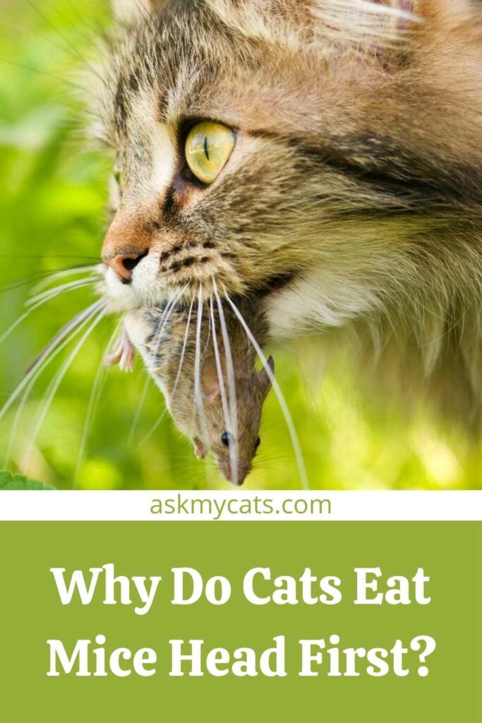 Why Do Cats Eat Mice Head First?