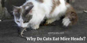 Why Do Cats Eat Mice Heads? Is It Unusual?