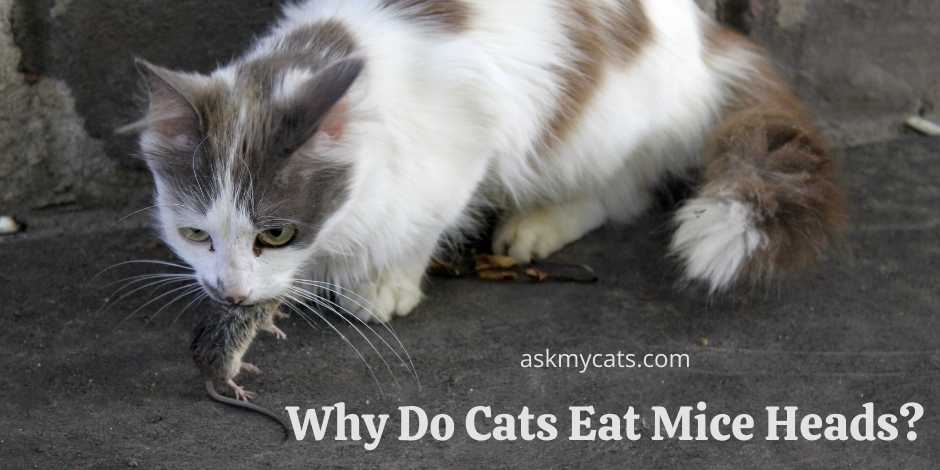 Why Do Cats Eat Mice Heads