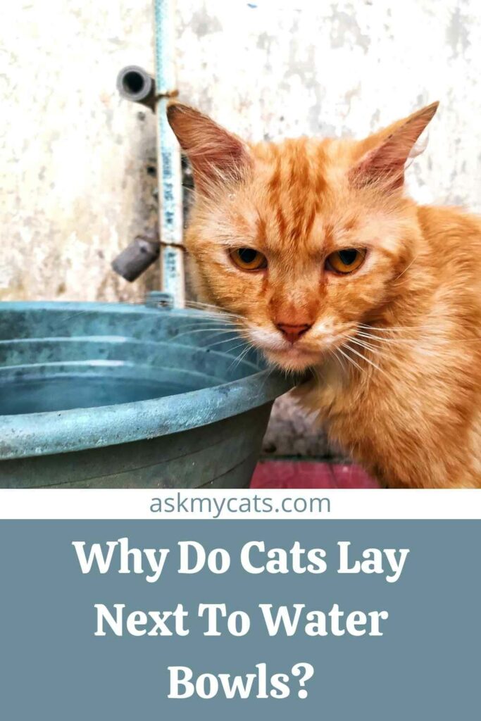 Why Do Cats Lay Next To Water Bowls?