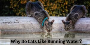 Why Do Cats Like Running Water? Do Cats Like Moving Water?
