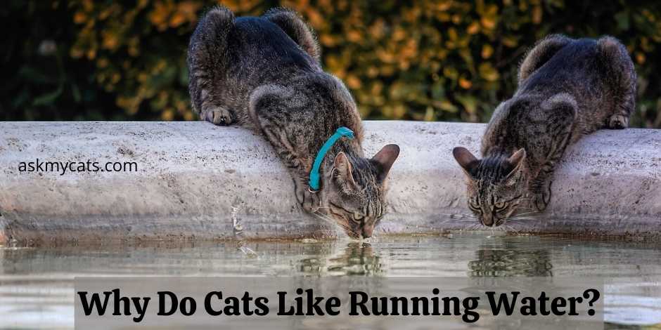 Why Do Cats Like Running Water