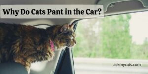 Why Do Cats Pant in the Car? How To Travel With Your Cat Safely?