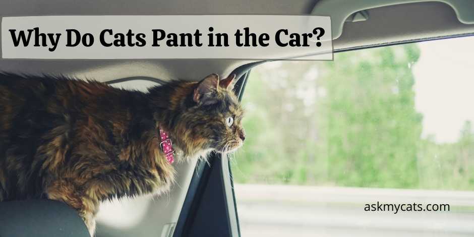 Why Do Cats Pant in the Car