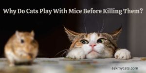Why Do Cats Play With Mice Before Killing Them? Do They Find It Funny?