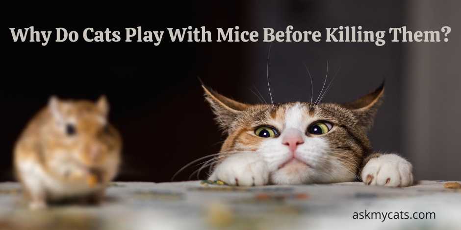 Why Do Cats Play With Mice Before Killing Them
