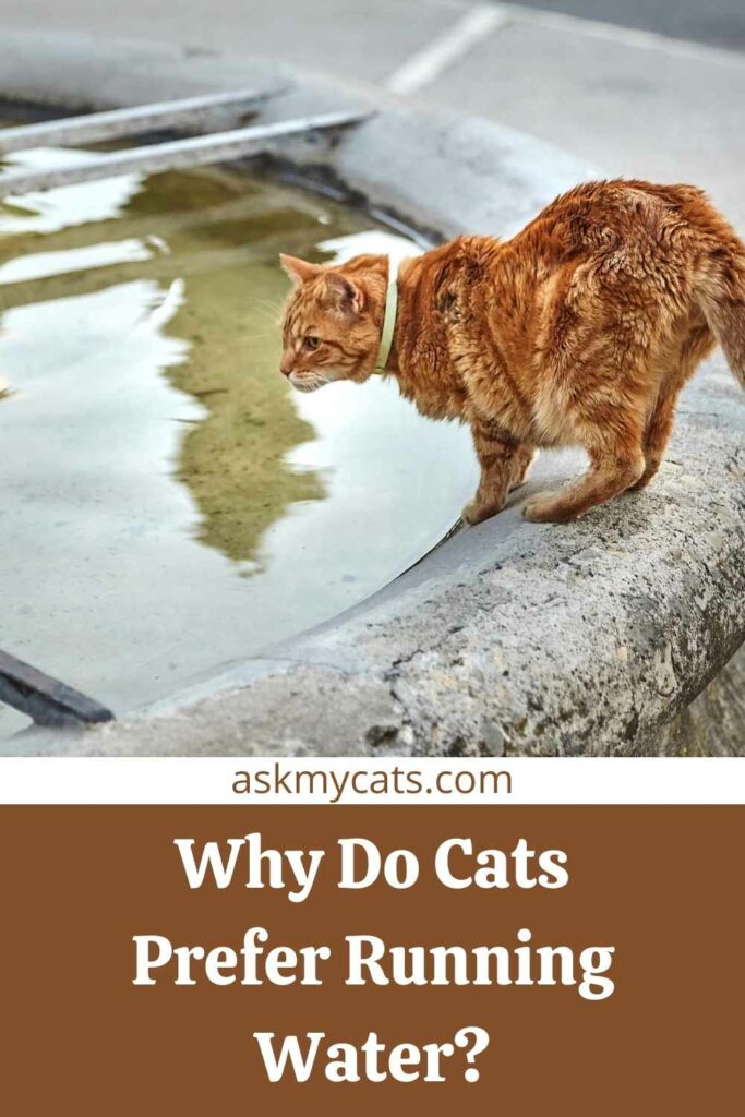 Why Do Cats Prefer Running Water?