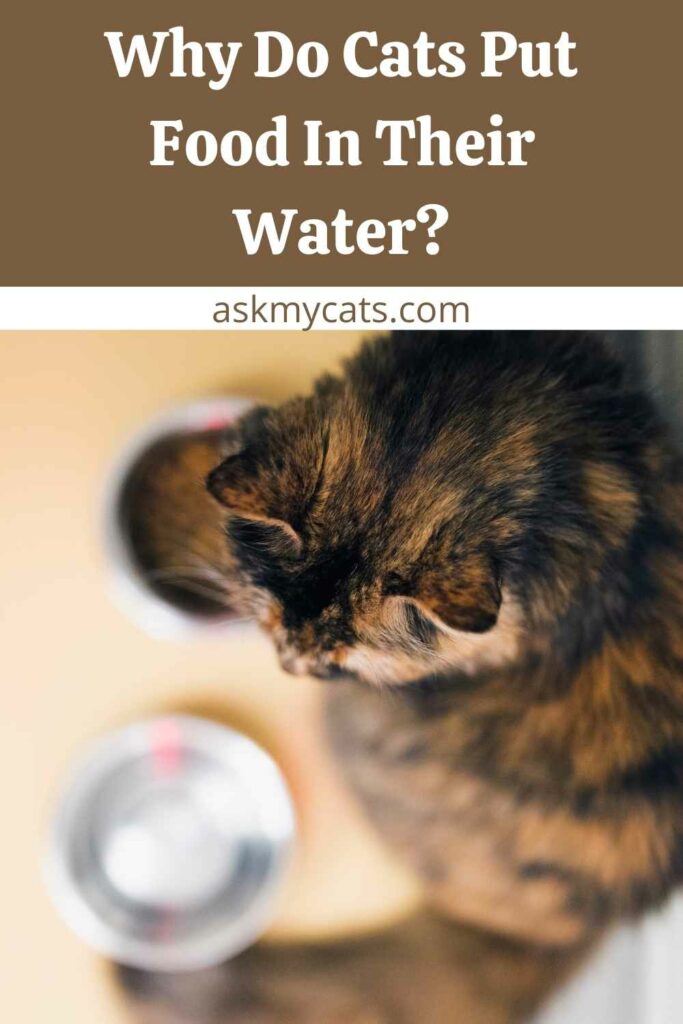 Why Do Cats Put Food In Their Water?
