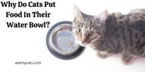 Why Do Cats Put Food In Their Water Bowl? How To Stop Them?