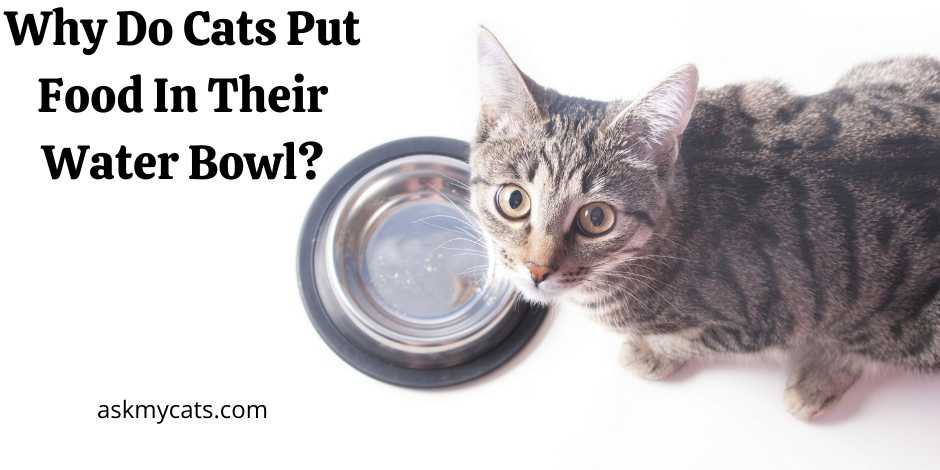 Why Do Cats Put Food In Their Water Bowl
