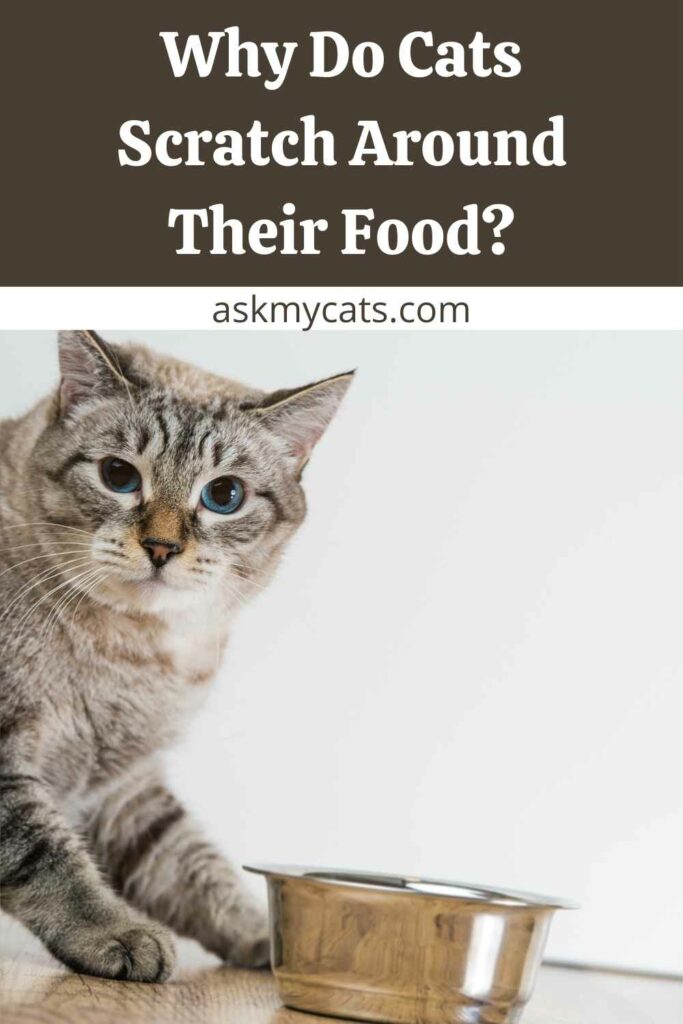 Why Do Cats Scratch Around Their Food?