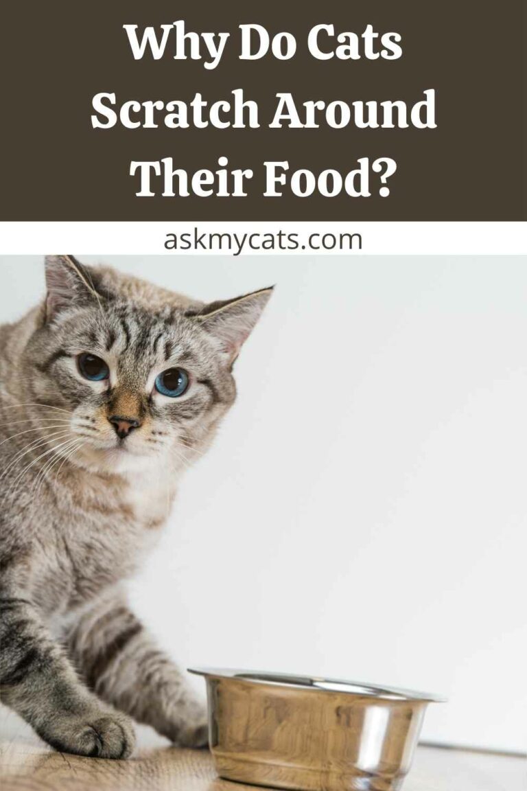 Why Does My Cat Try to Bury Her Food? Reasons for This Behavior!