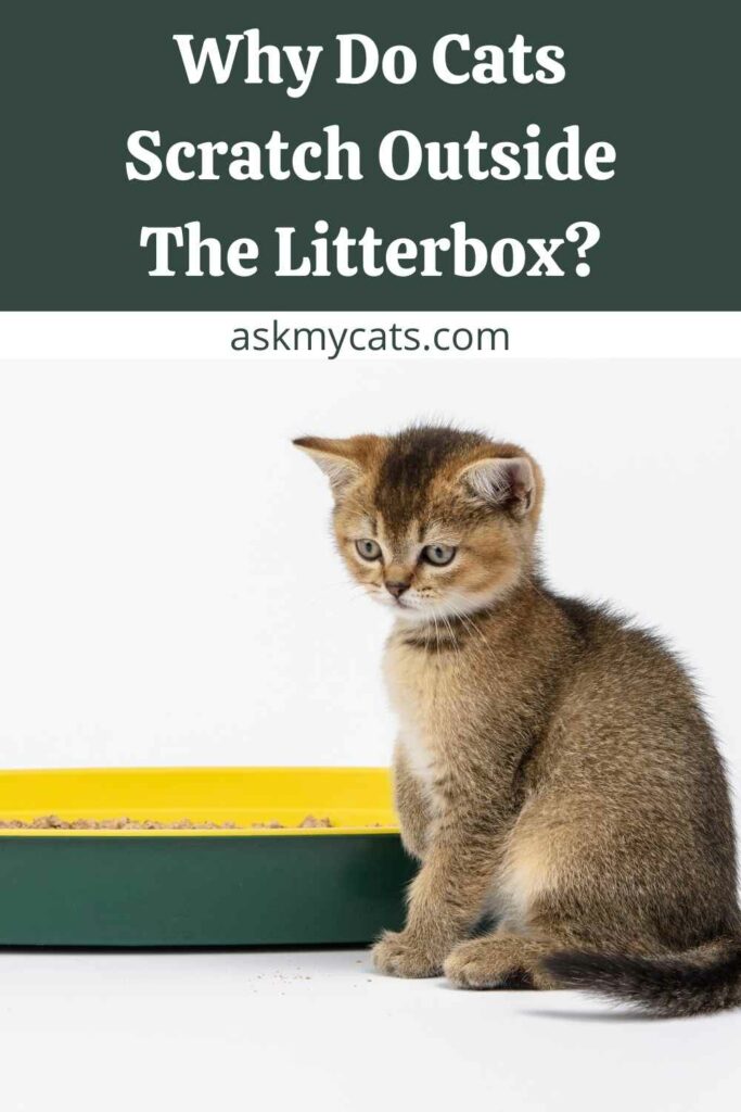 Why Do Cats Scratch Outside The Litterbox?