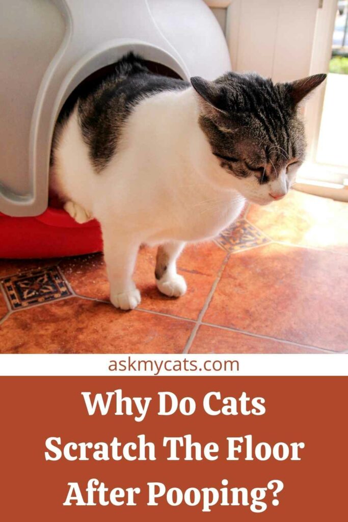 Why Do Cats Scratch The Floor After Pooping?