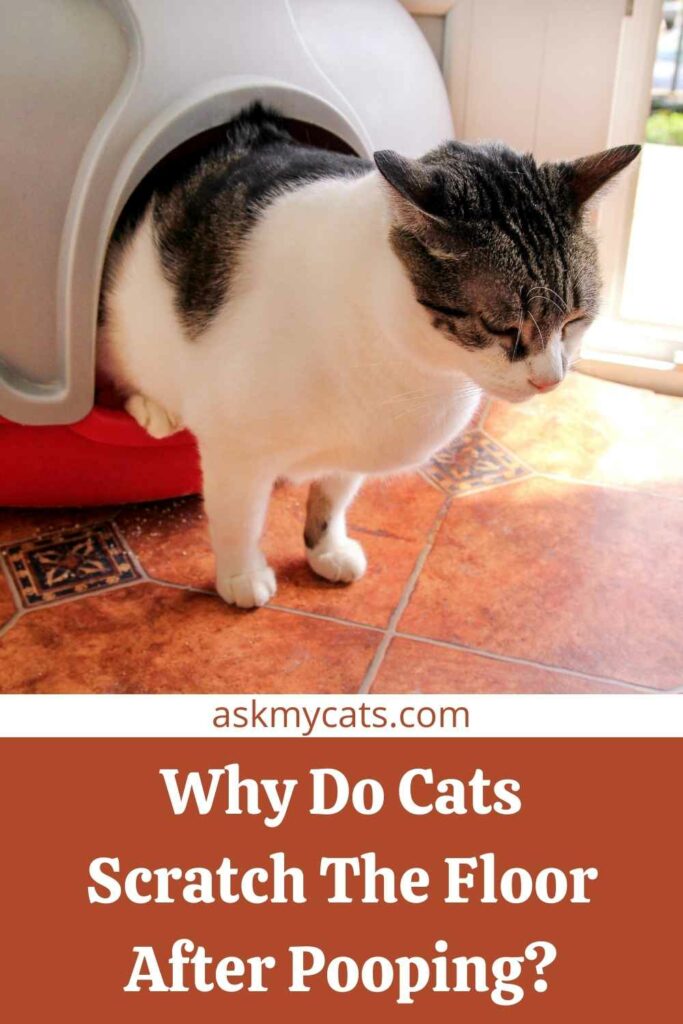 Why Does My Cat Scratch The Floor After Using The Litterbox?