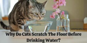 Why Do Cats Scratch The Floor Before Drinking Water? Know These Reasons!