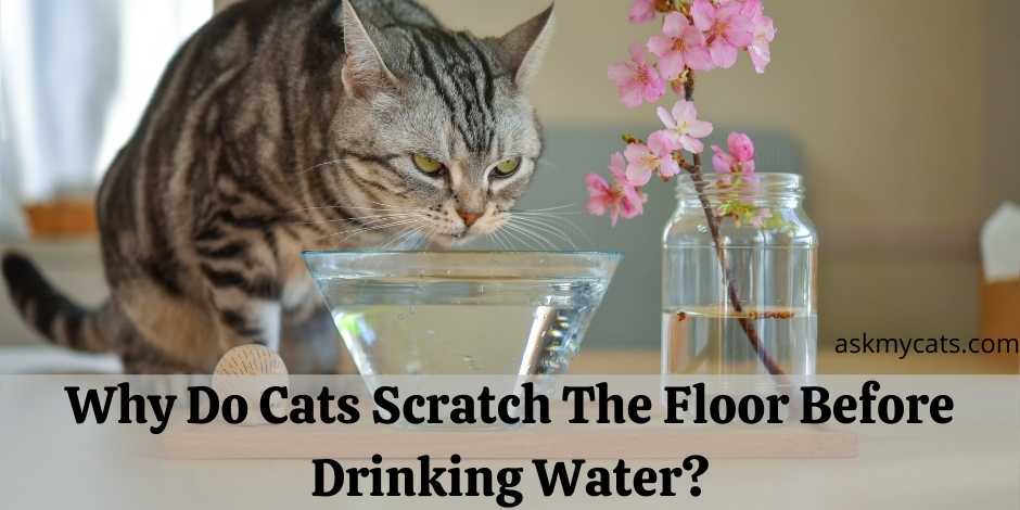 Why Do Cats Scratch The Floor Before Drinking Water
