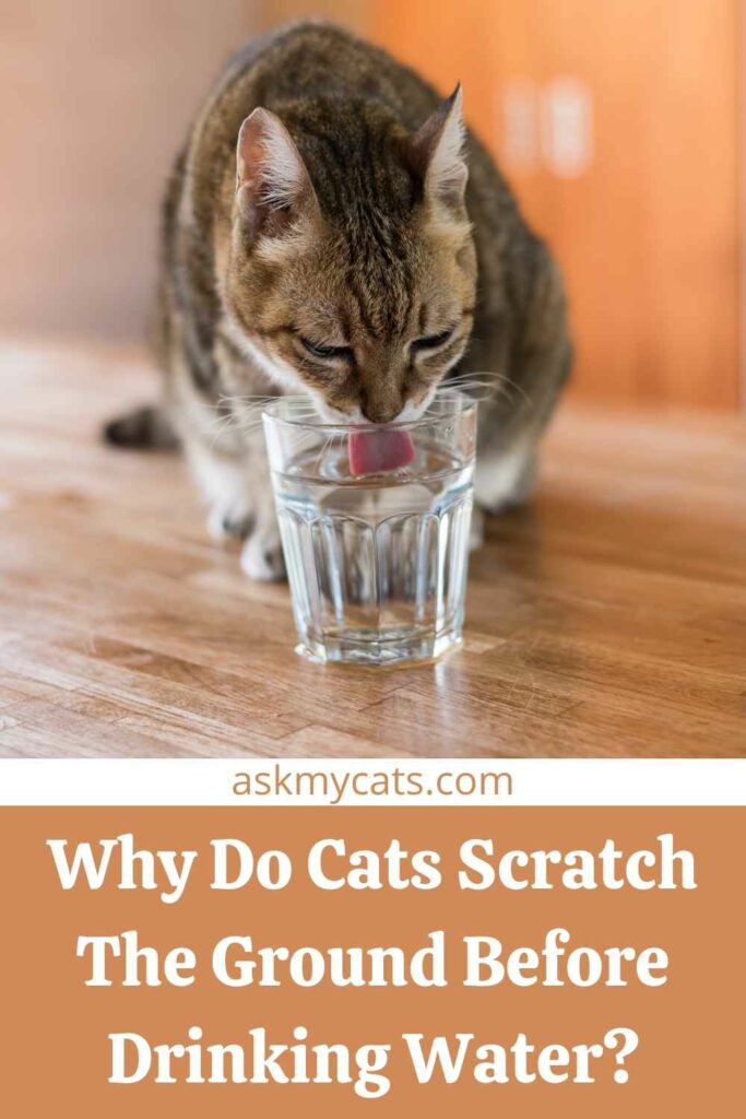 cat scratches water bowl before drinking