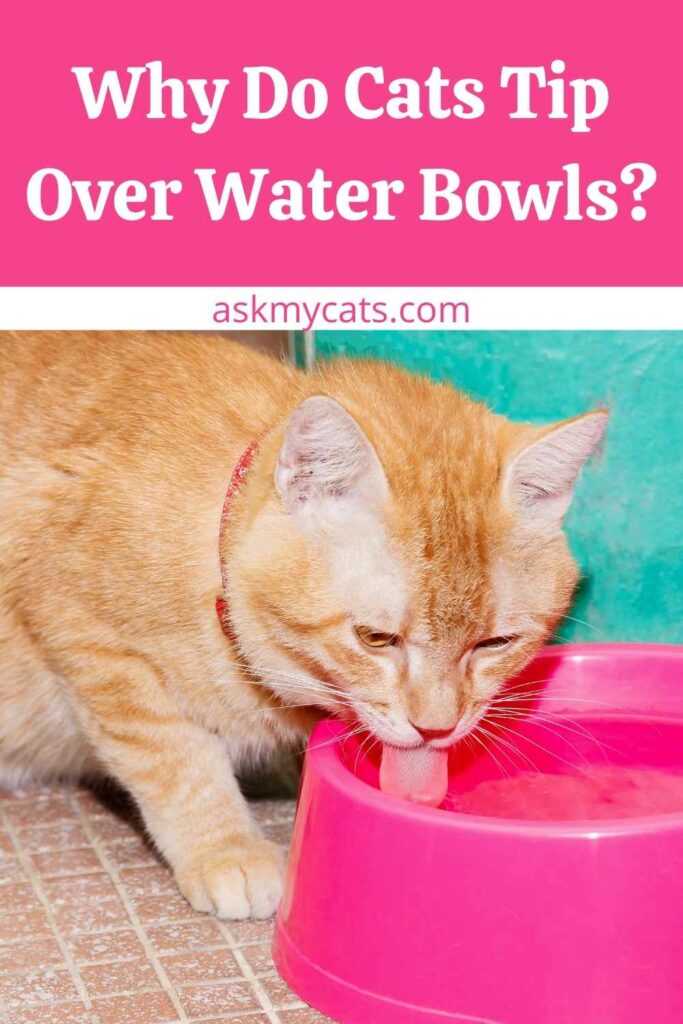 Why Do Cats Tip Over Water Bowls?