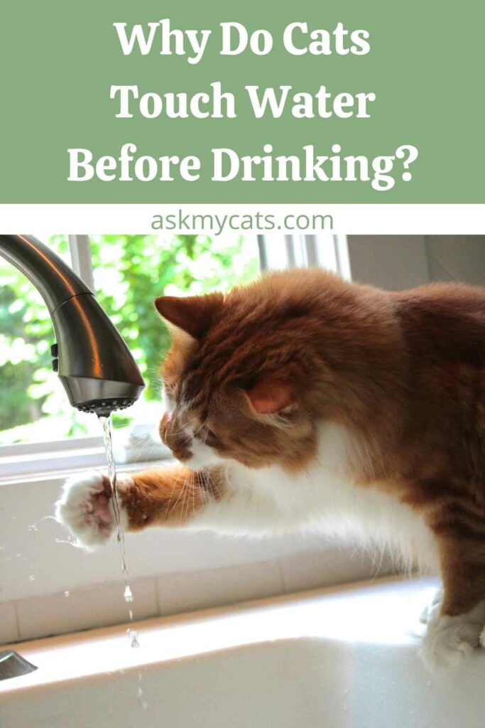 Why Do Cats Touch Water Before Drinking?