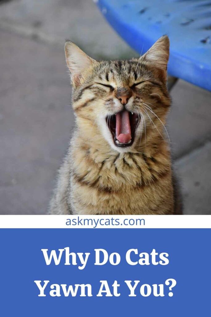 Why Do Cats Yawn At You?