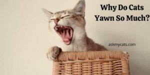 Why Do Cats Yawn So Much? Is It Normal For Cats To Yawn A Lot?