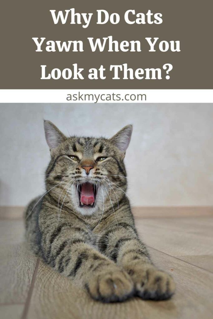 Why Do Cats Yawn When You Look at Them?