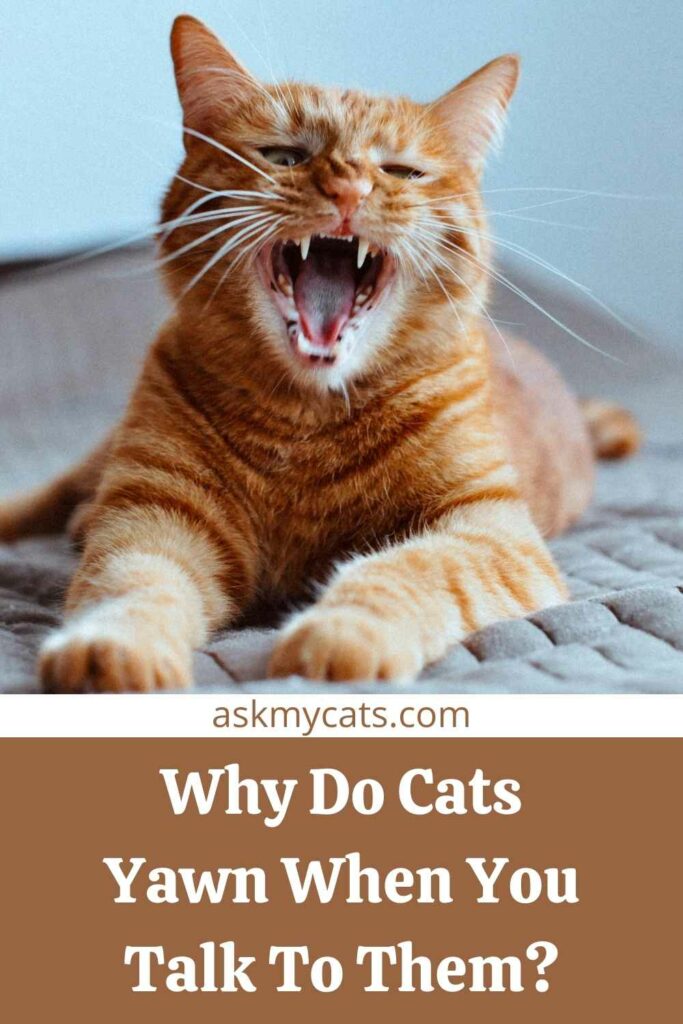 Why Do Cats Yawn When You Talk To Them?