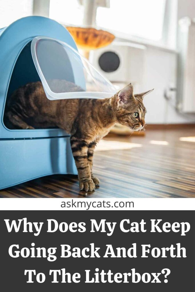 Why Does My Cat Keep Going Back And Forth To The Litterbox?