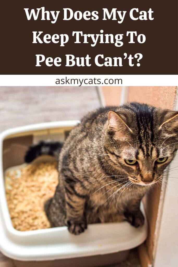 Why Does My Cat Keep Trying To Pee But Can’t?