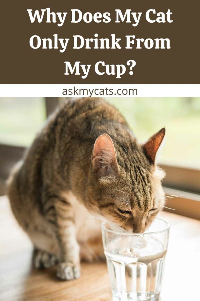 Why Does My Cat Only Drink From My Cup?