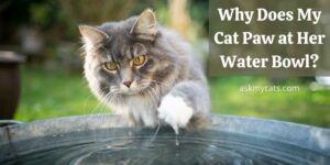 Why Does My Cat Paw at Her Water Bowl? Know These Surprising Reasons!