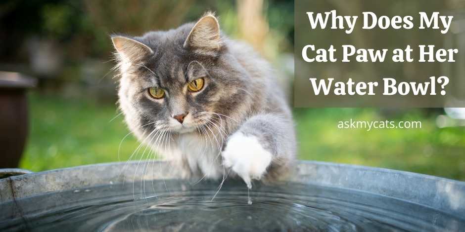 cat digging in water bowl