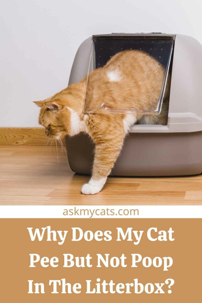 Why Does My Cat Pee But Not Poop In The Litterbox?
