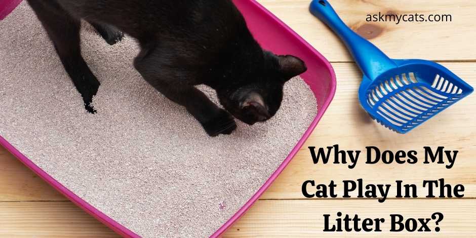 Why Does My Cat Play In The Litter Box? Is It Safe?