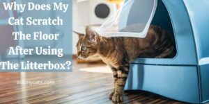 Why Does My Cat Scratch The Floor After Using The Litterbox?